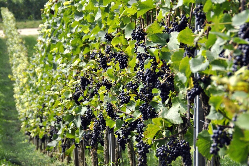 la rioja en autocaravana en otoño