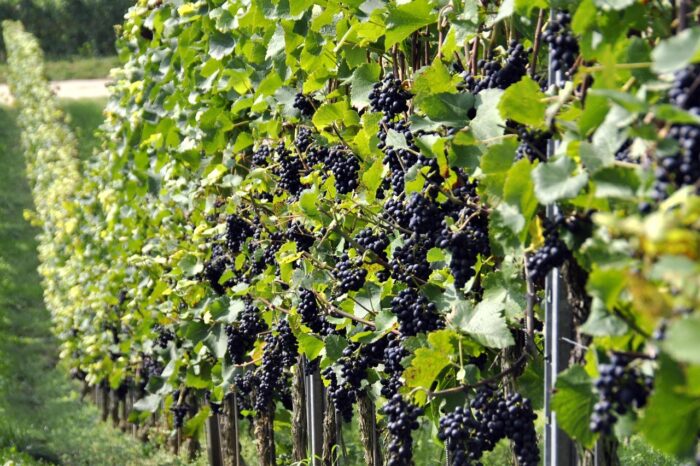 la rioja en autocaravana en otoño