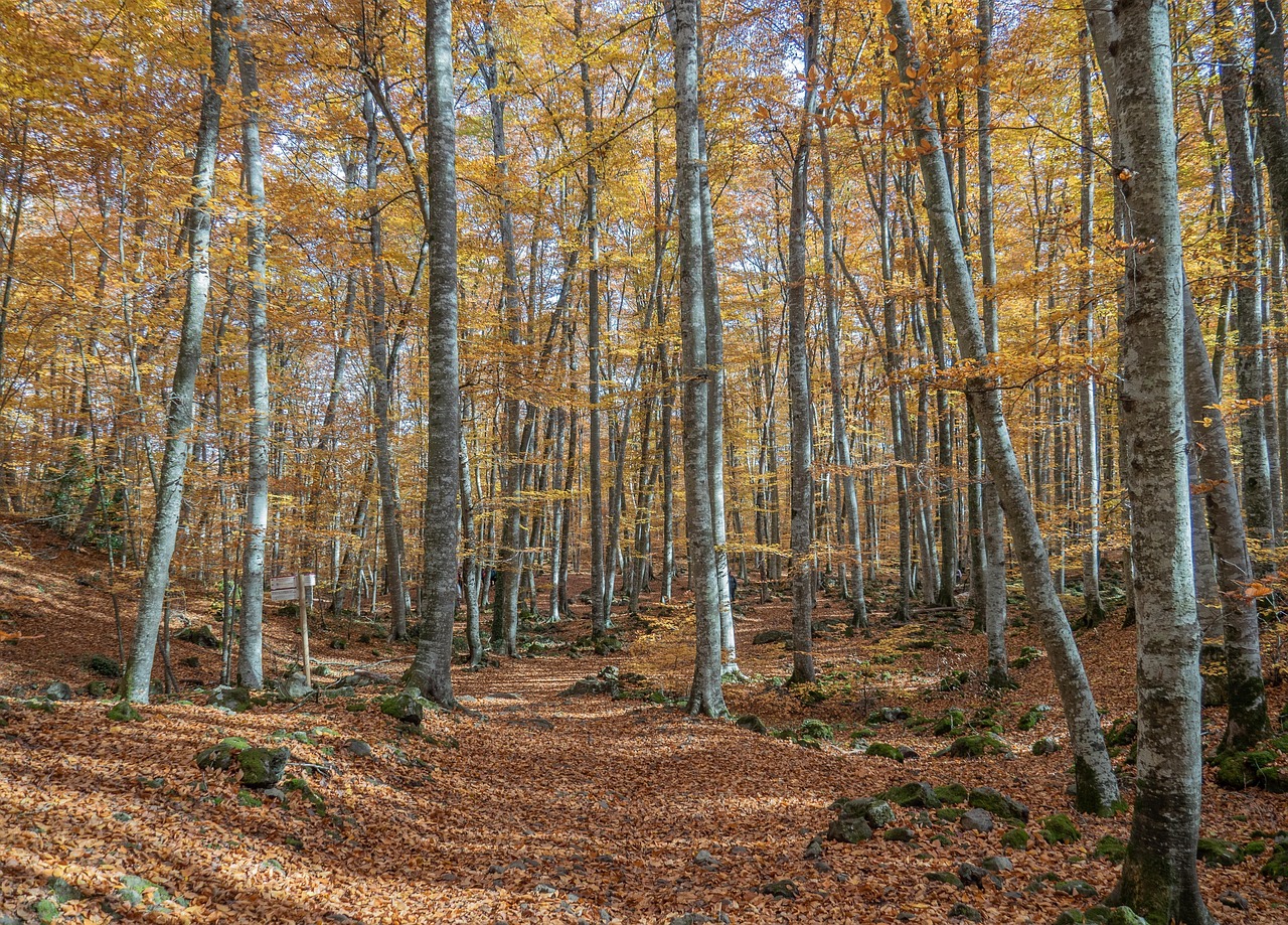 bosques en autocaravana