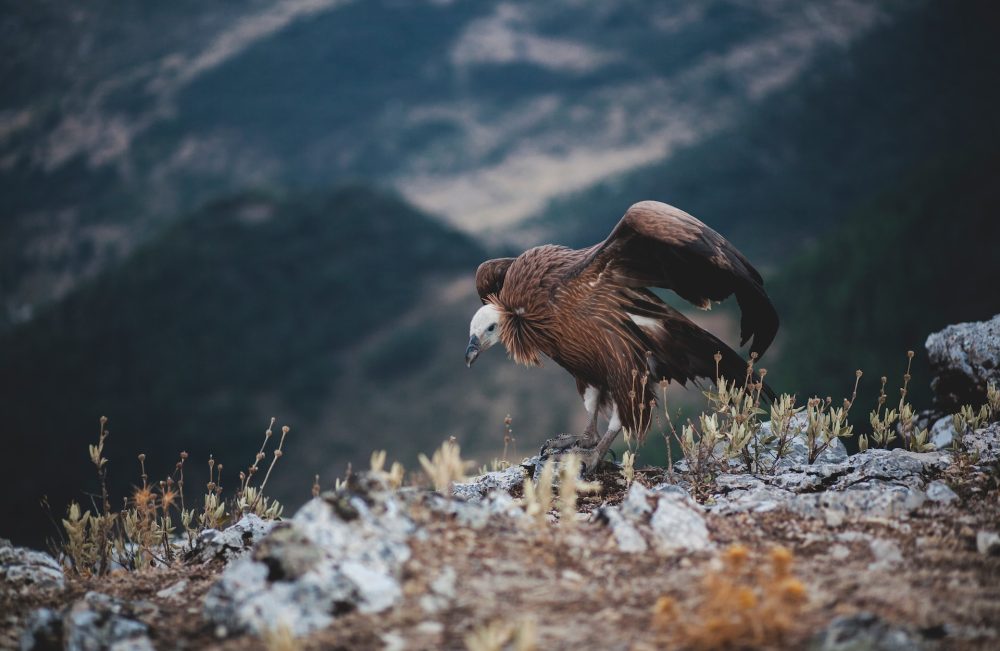un buitre en la Sierra de Grazalema